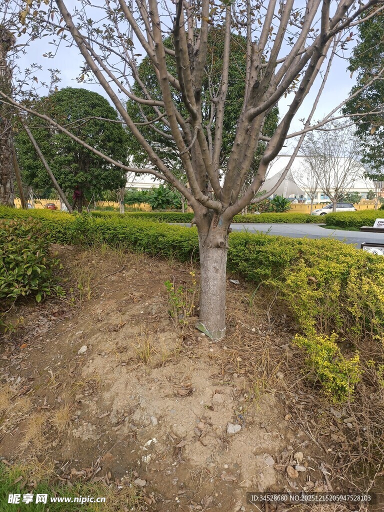 路边单棵树木与绿植景观