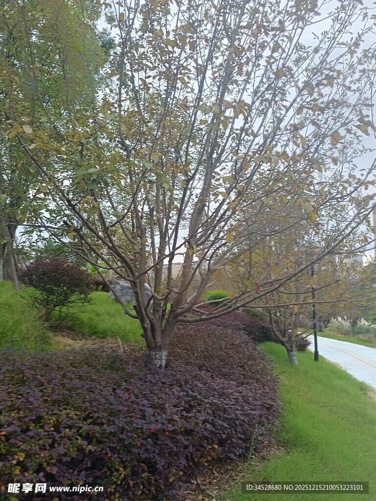 公园中枝叶稀疏的树木景观