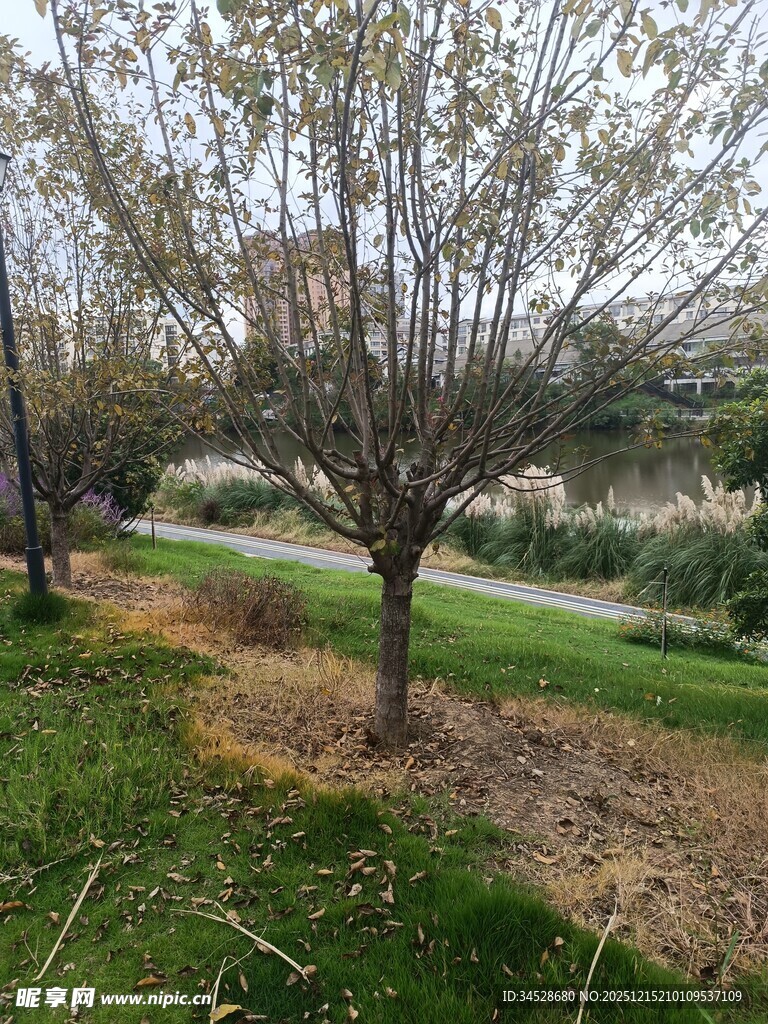 春日公园树木与草地景致