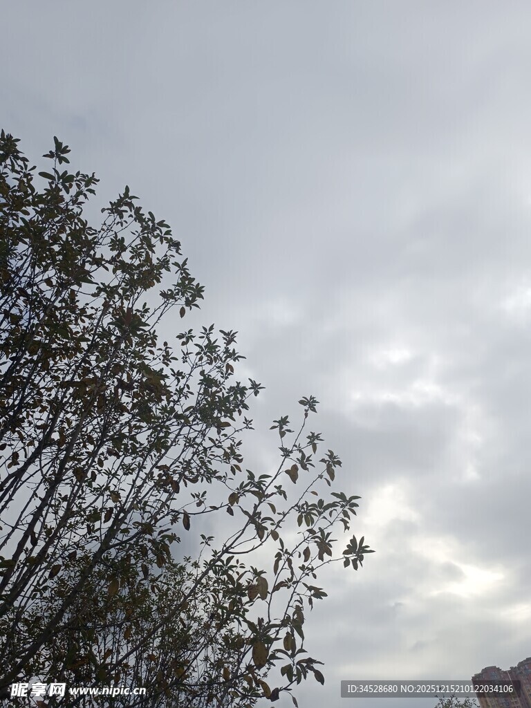 天空下的树木枝叶景观