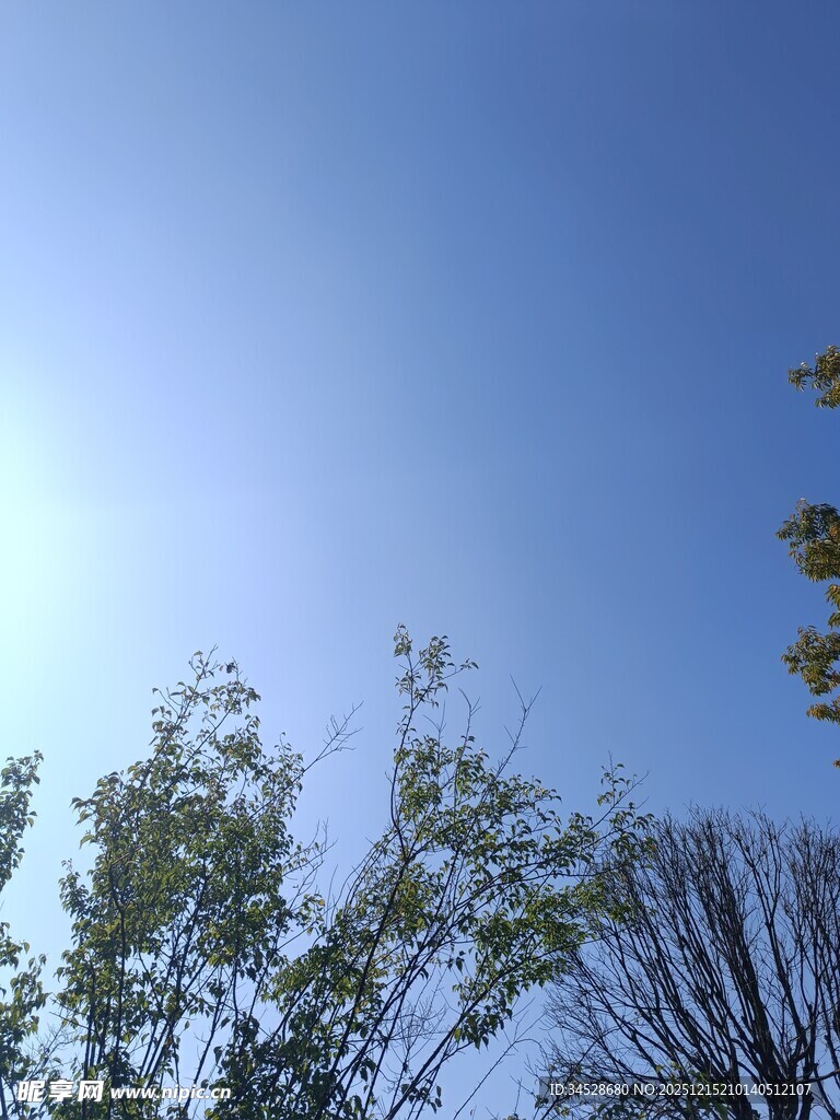 蓝天绿树间的清新景致