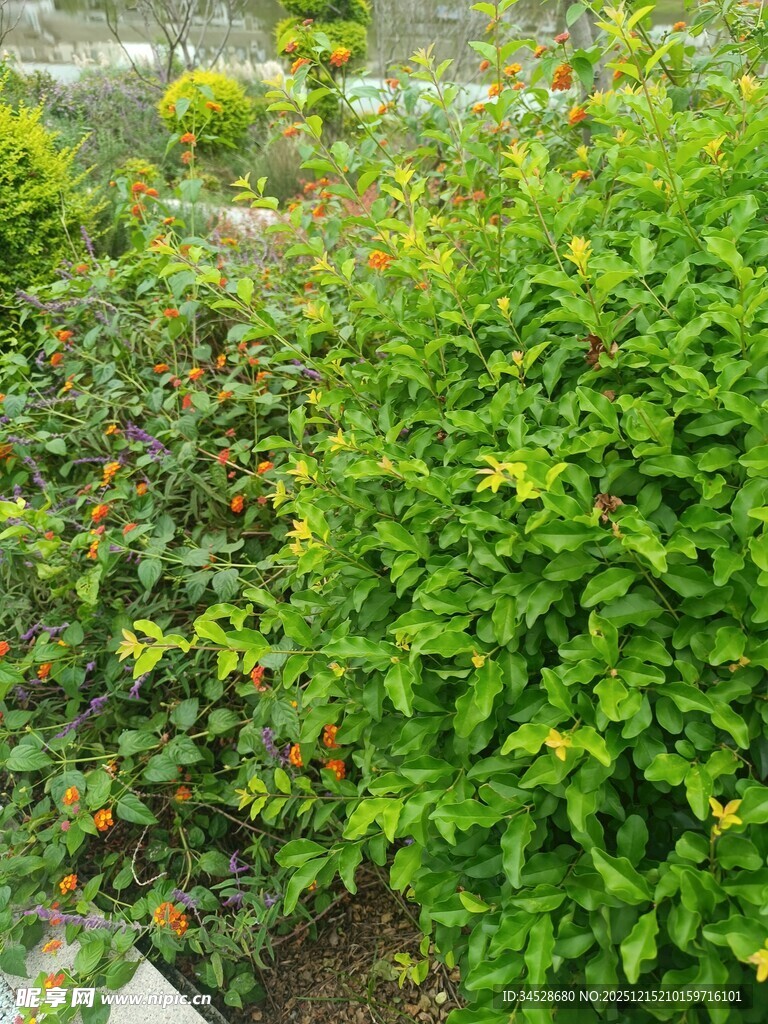 绿意盎然的繁茂植物景观