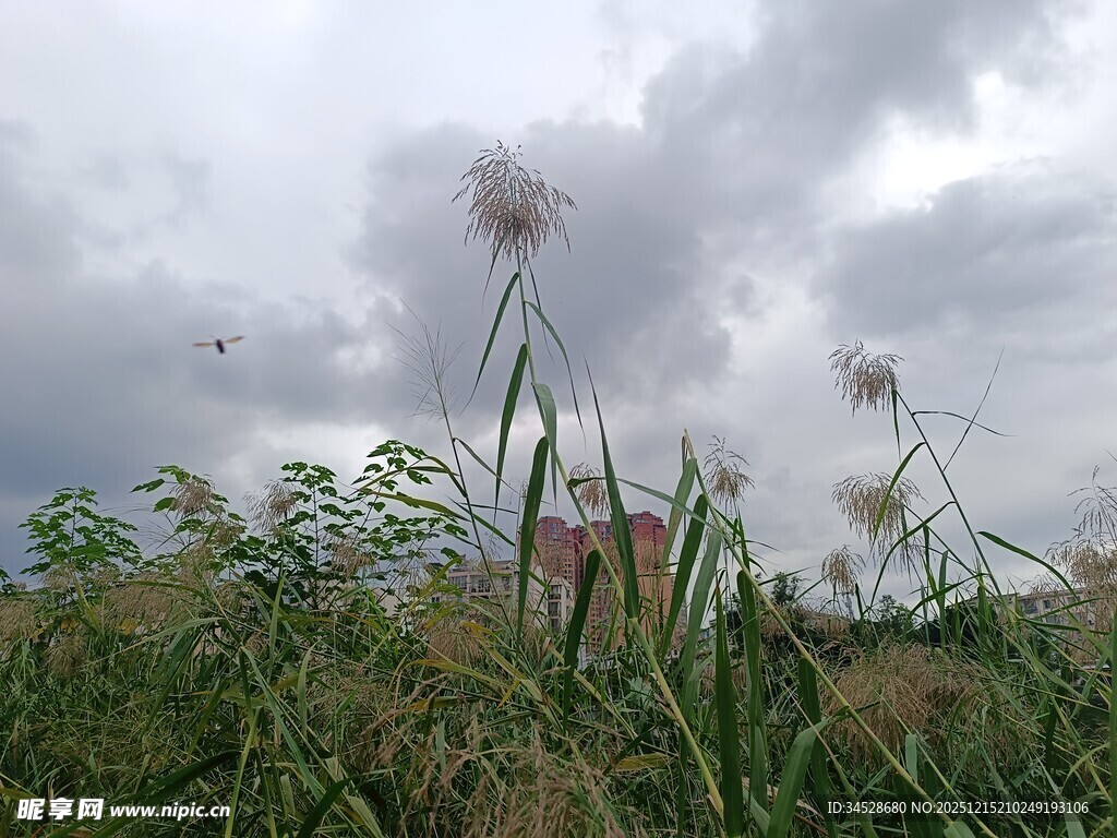 云雾下的草地与蓬松植物