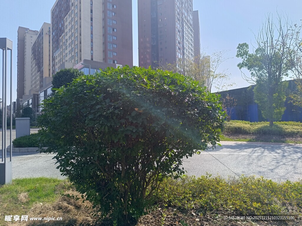 城市中修剪整齐的绿植景观