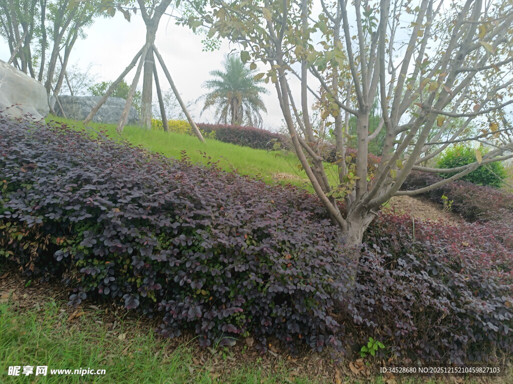 园林景观绿植景致一角