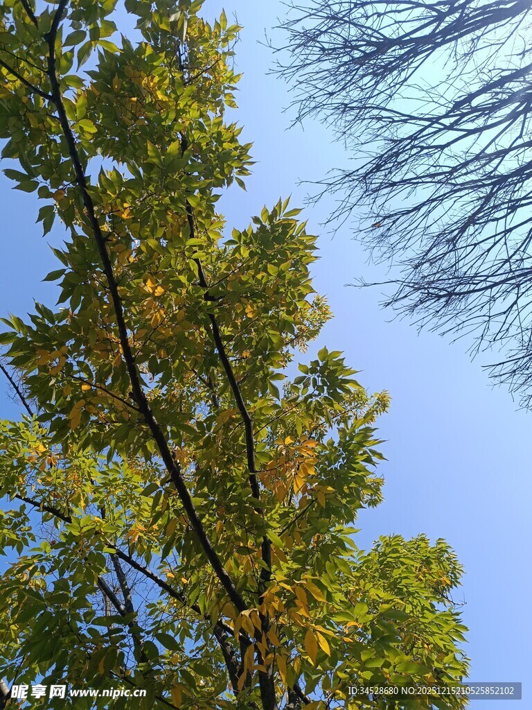 秋日树梢与蓝天美景