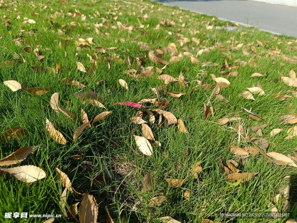 草地落叶景象