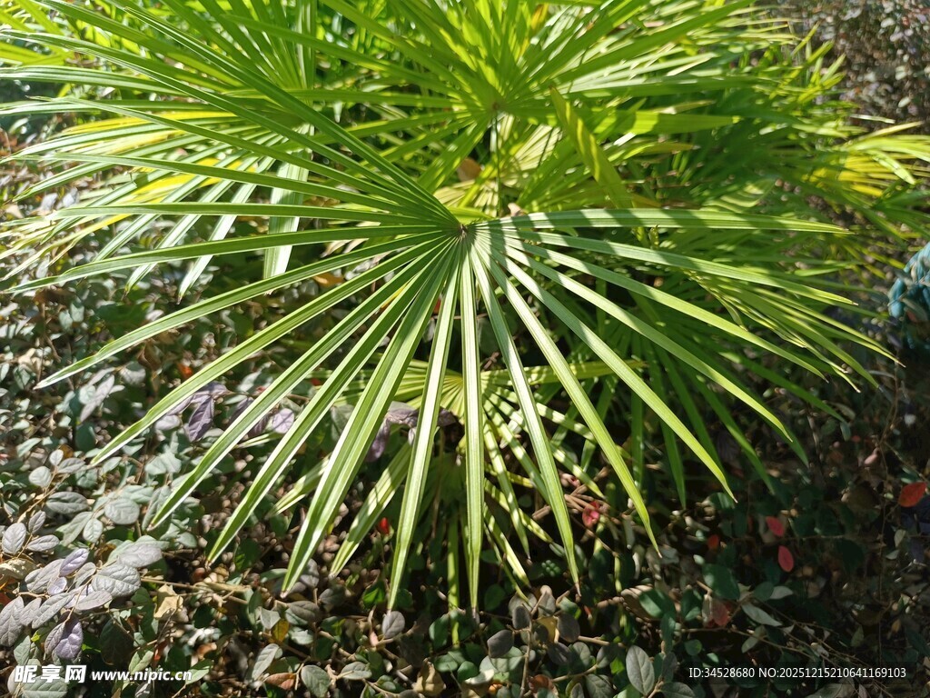 翠绿棕榈叶特写