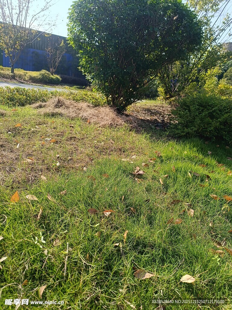 户外绿意盎然的草地景观