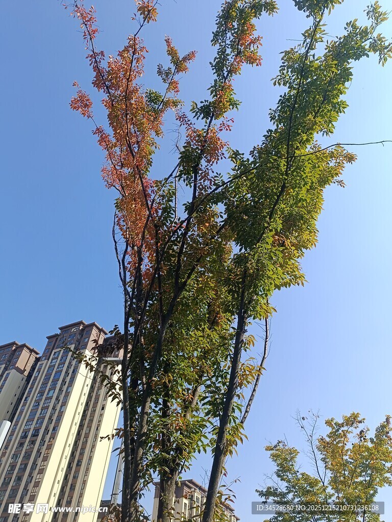 秋日楼旁多彩树木景观