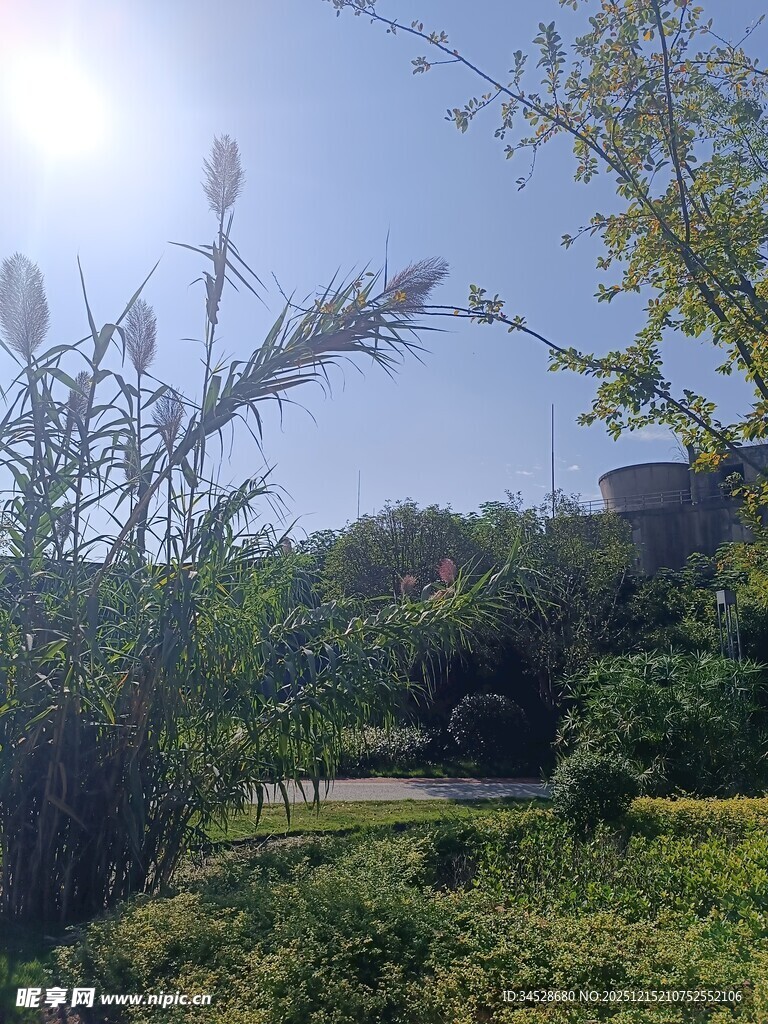 阳光洒落的绿意盎然花园