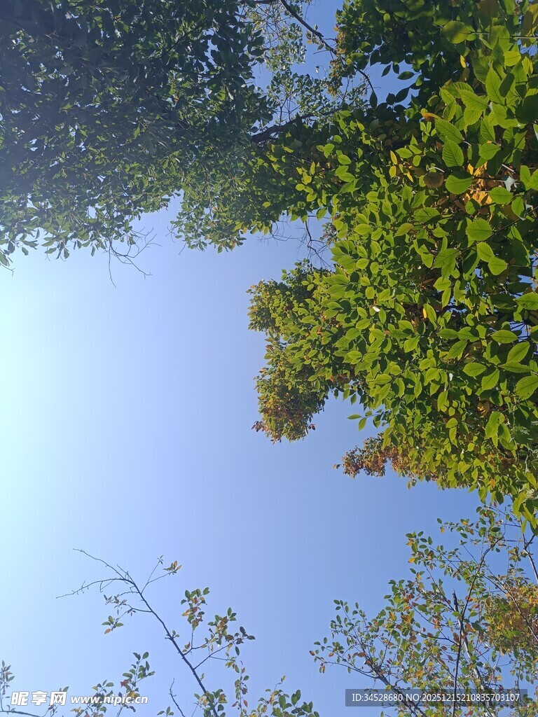 仰视葱郁树冠与蓝天