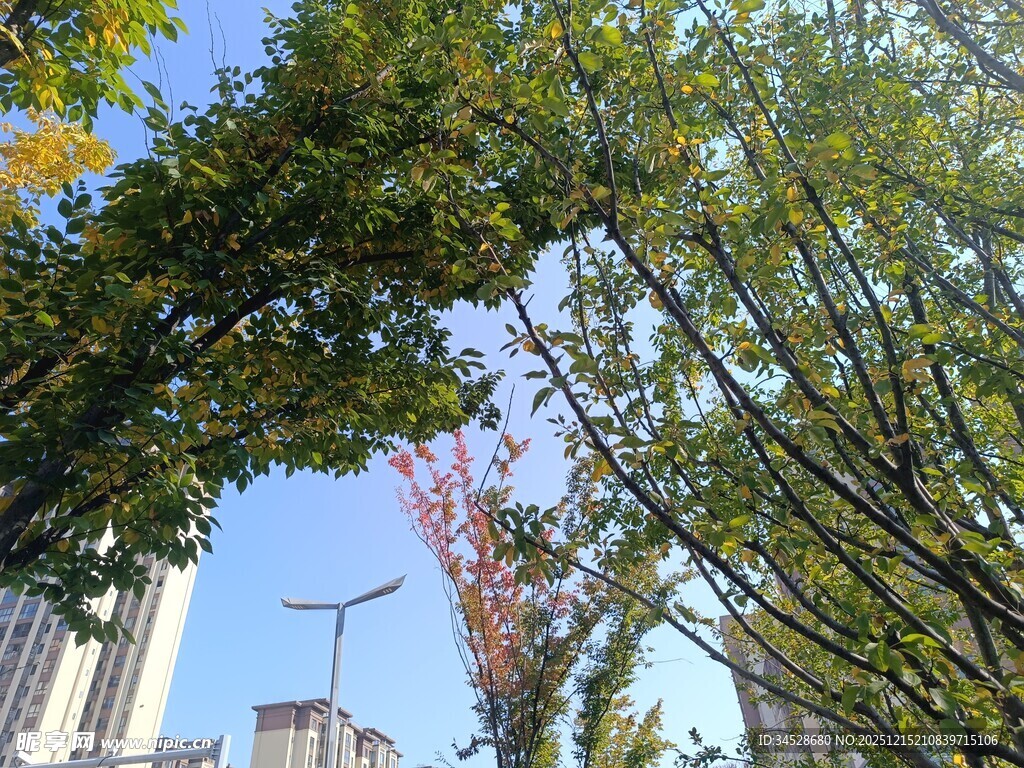 城市中葱郁的绿树景观