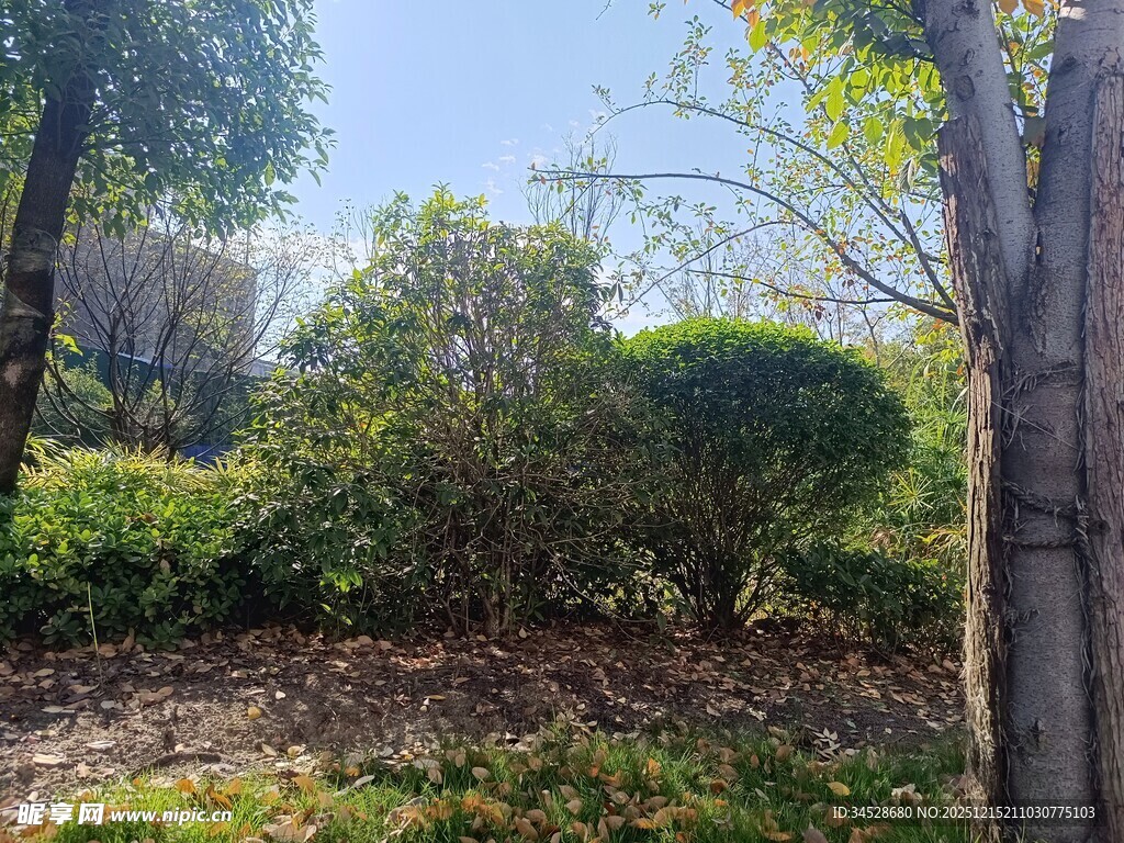 户外绿植景观