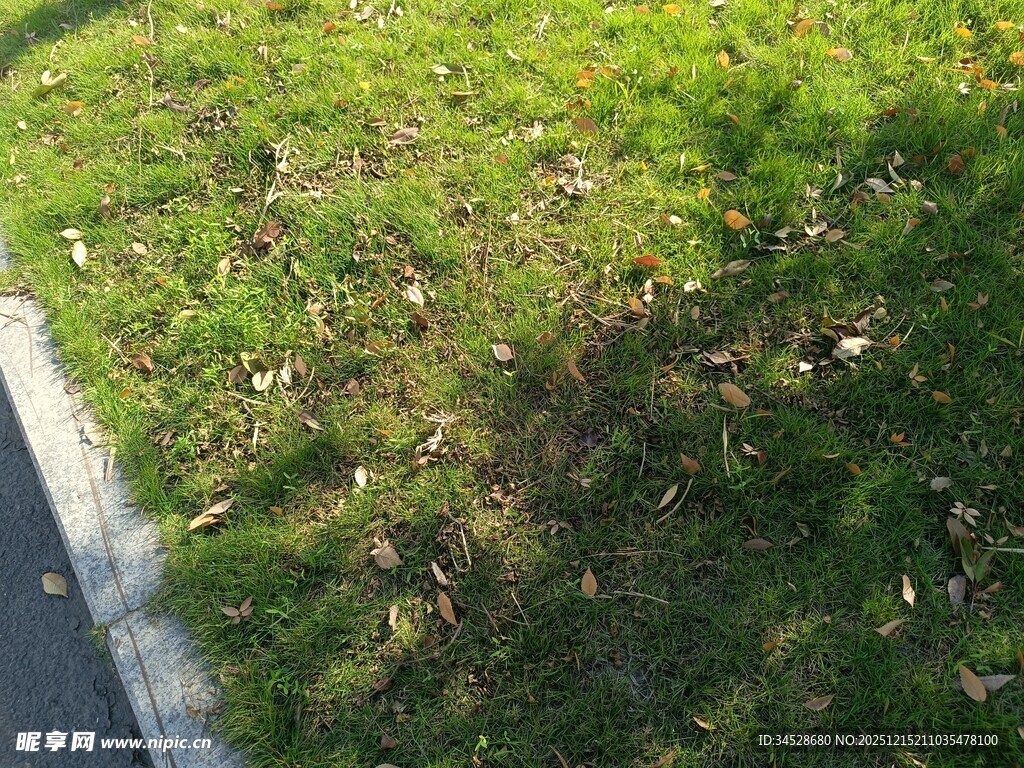 路边绿意盎然的草地