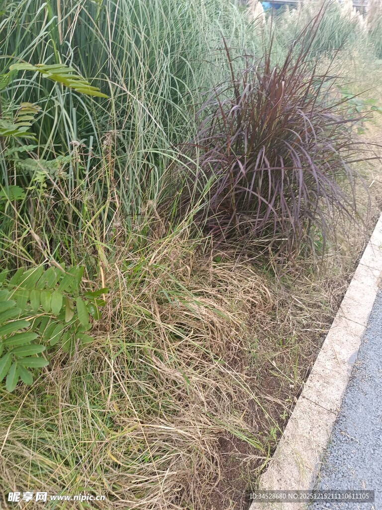 路边的茂盛草丛