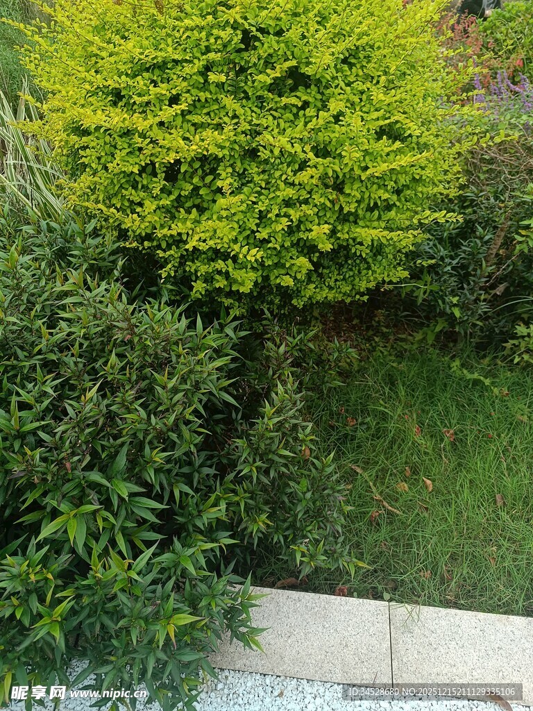 庭院绿植景观一角