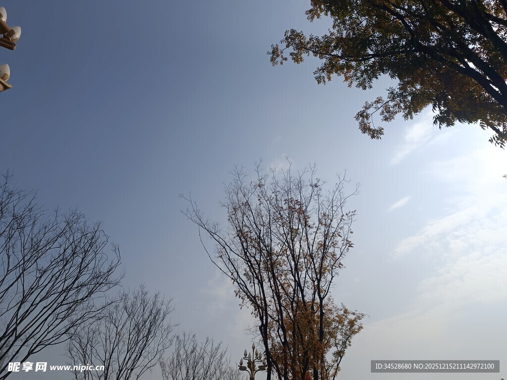 冬日枯树与晴朗天空