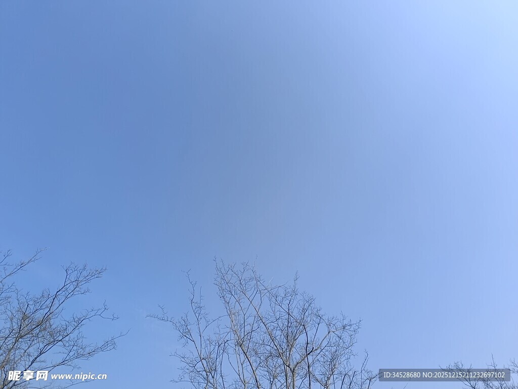 蓝天枯枝景象