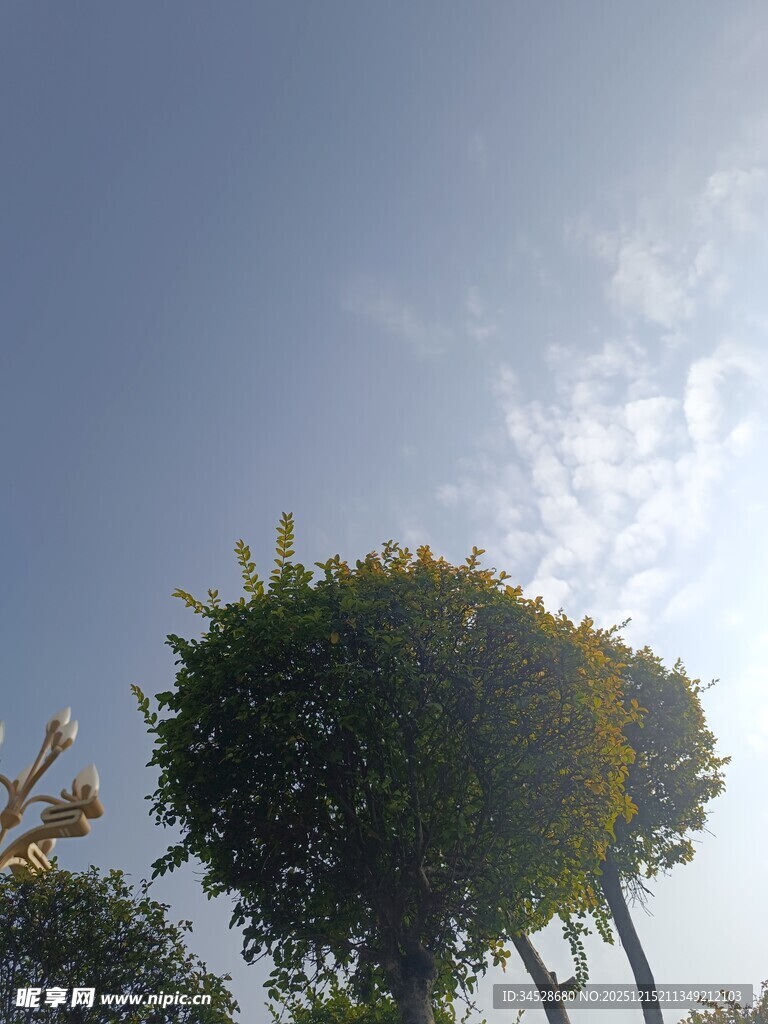 蓝天映衬下的造型绿植