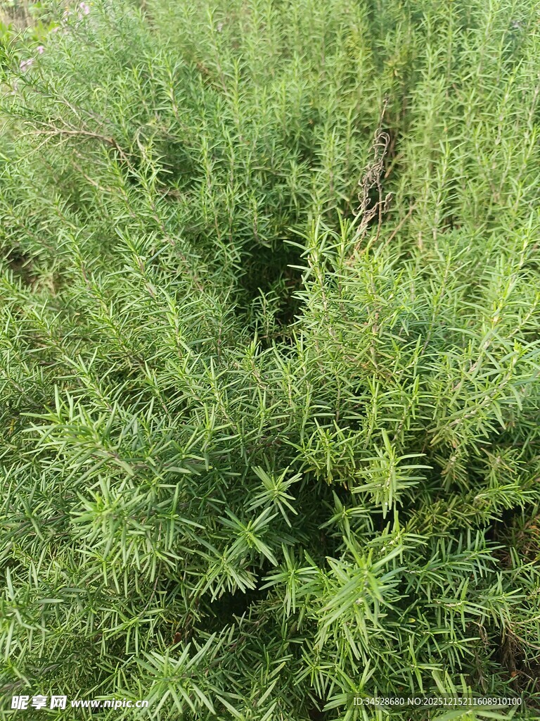 翠绿繁茂的草本植物景观