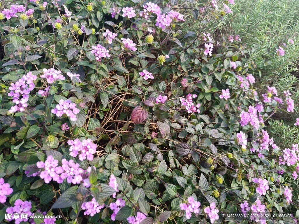 盛开的紫色花丛