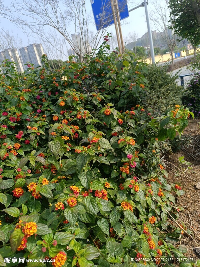 鲜艳橘色花卉绽放于绿植间