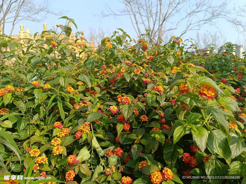 繁花盛开的绿植景观