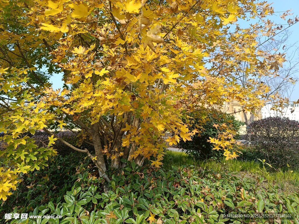 秋日金黄树叶的美丽景致