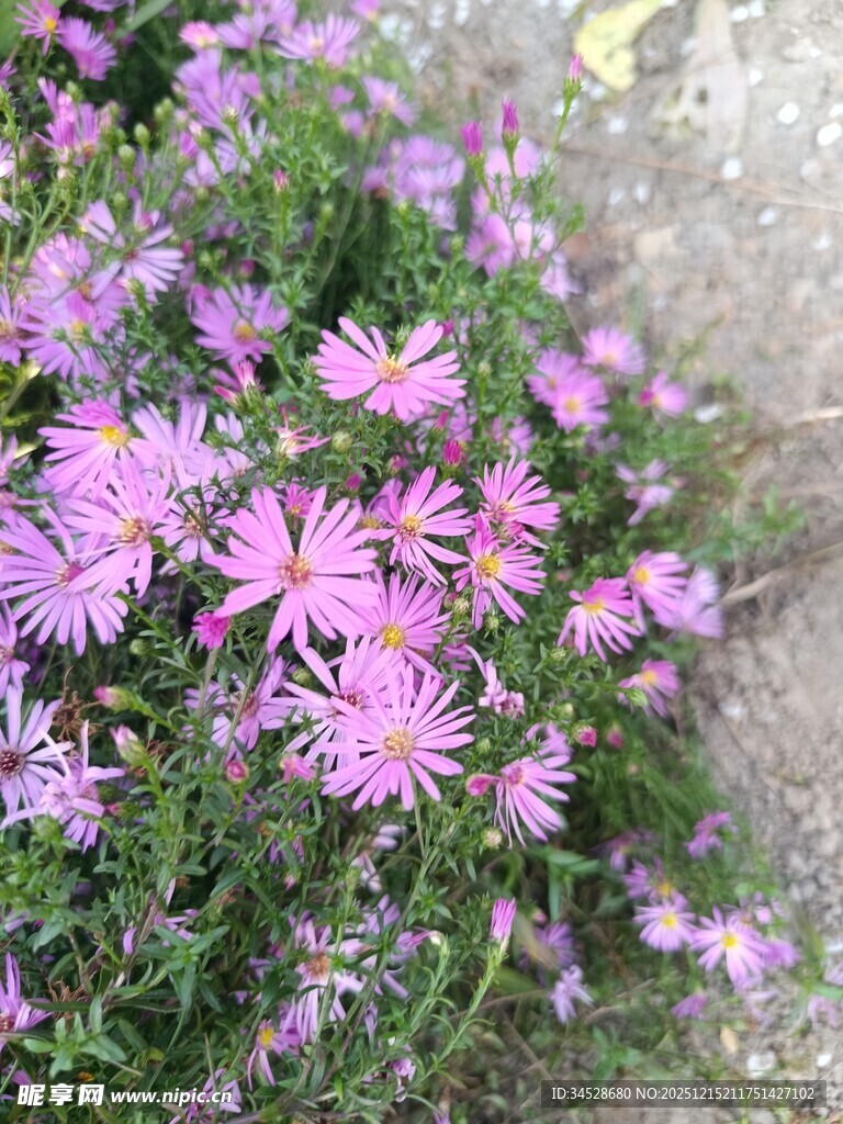 粉色小花绽放于地面