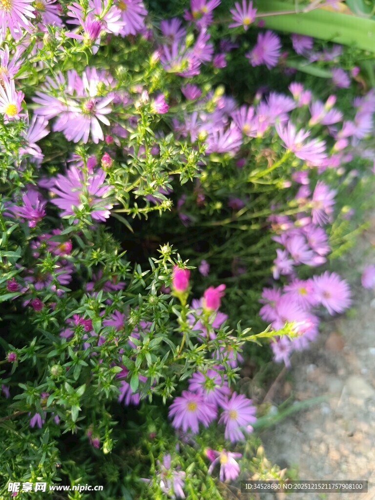 紫色小花绽放于绿叶间