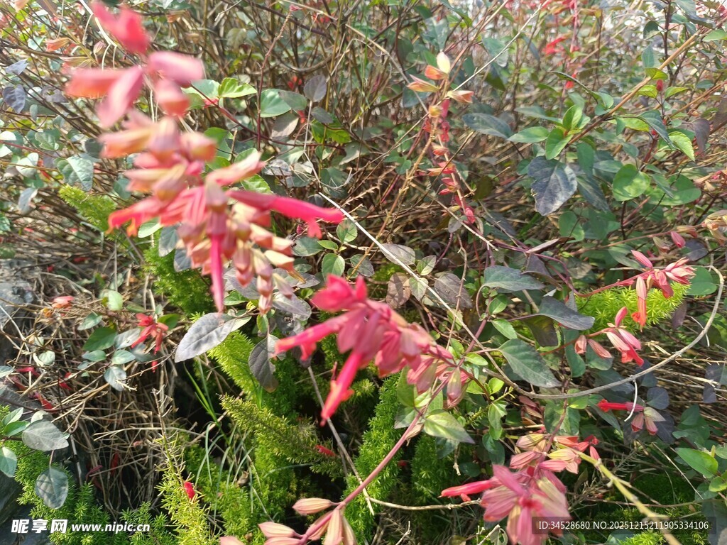 红色枝叶植物特写