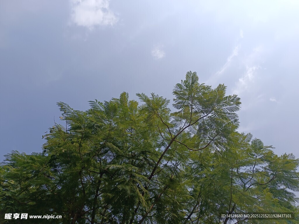 阳光下的葱郁绿树