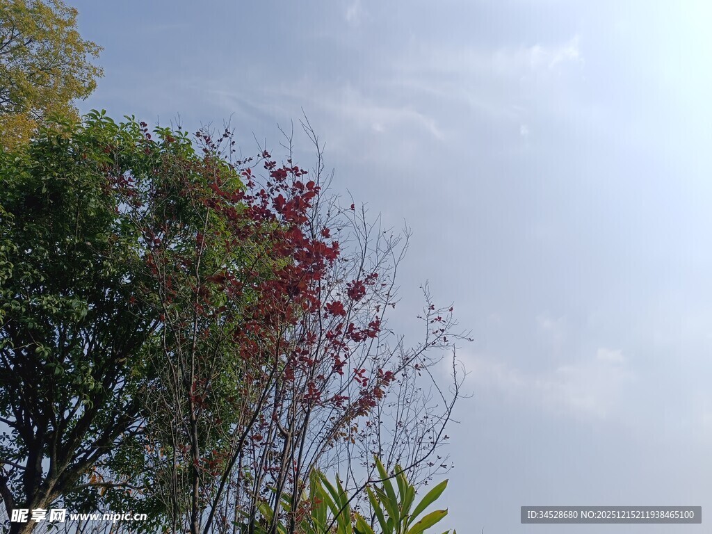 枝头红叶映灰白天空