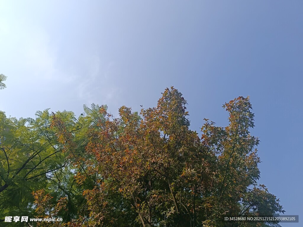 蓝天绿树风景图