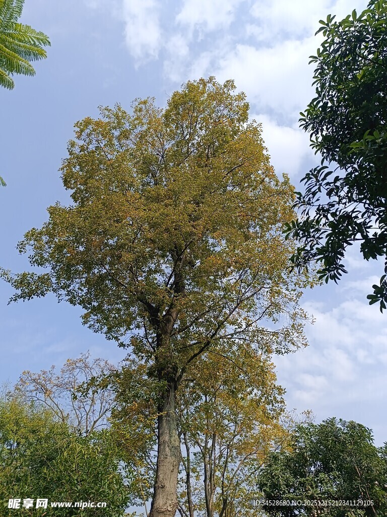 高大树木沐浴蓝天阳光