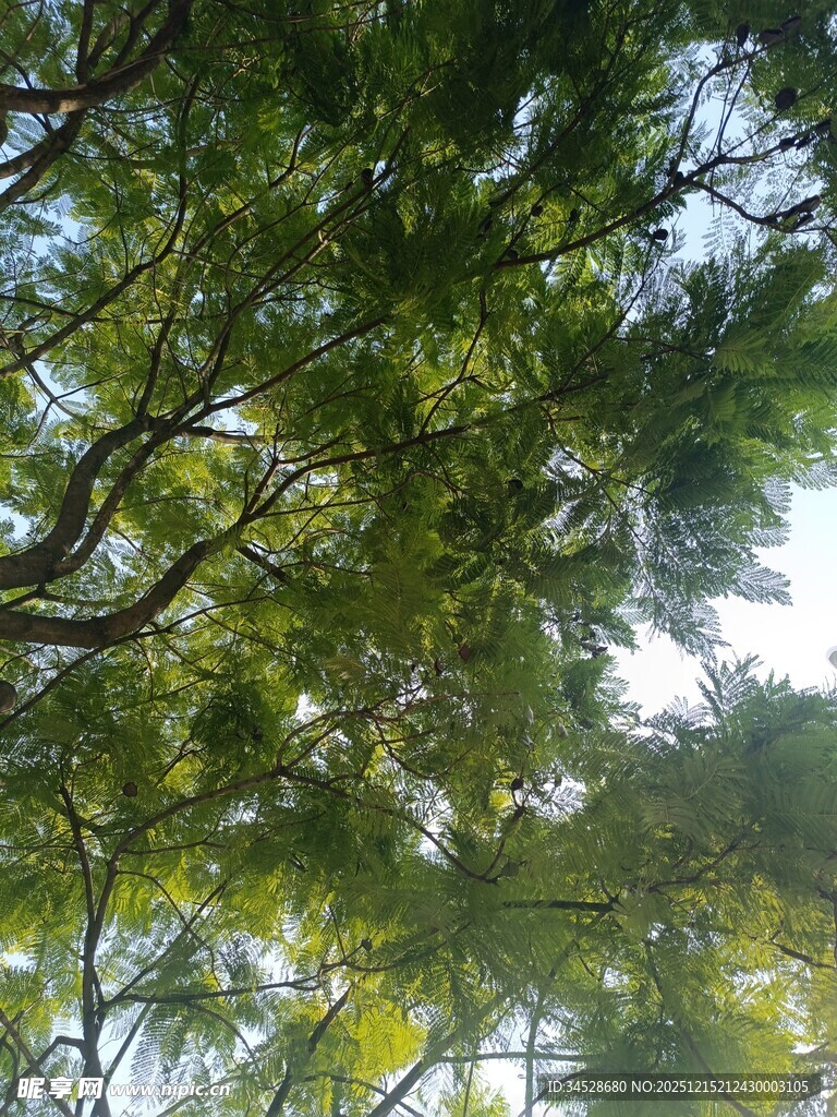 仰视茂密翠绿的树冠