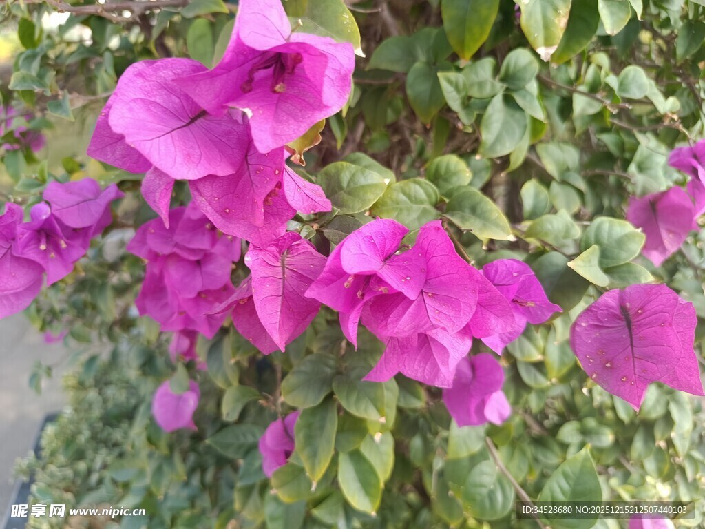 艳丽紫花绽放绿叶间