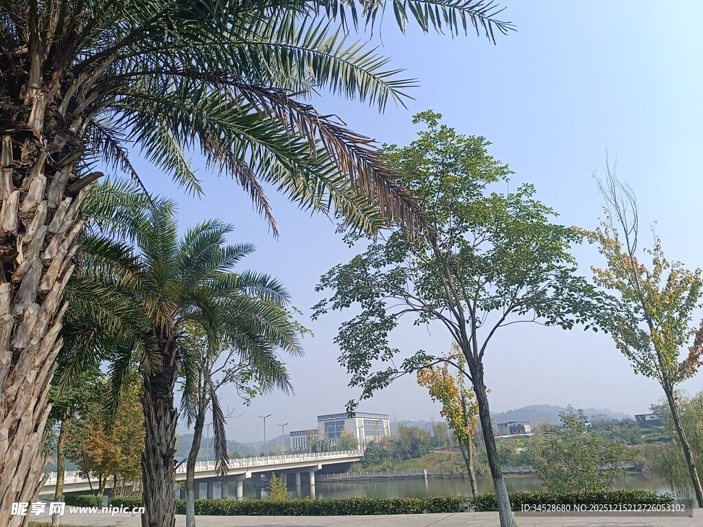 户外棕榈树与清新景致
