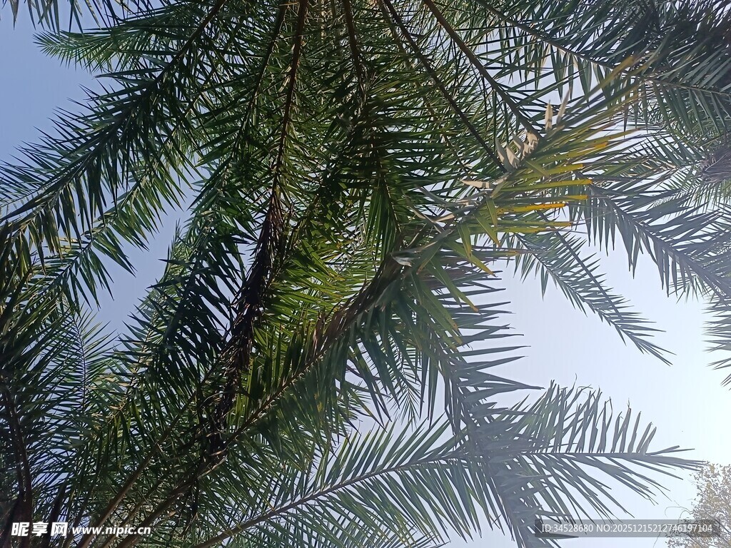 仰视下的棕榈树枝叶