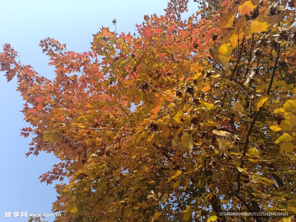 秋日树梢斑斓树叶