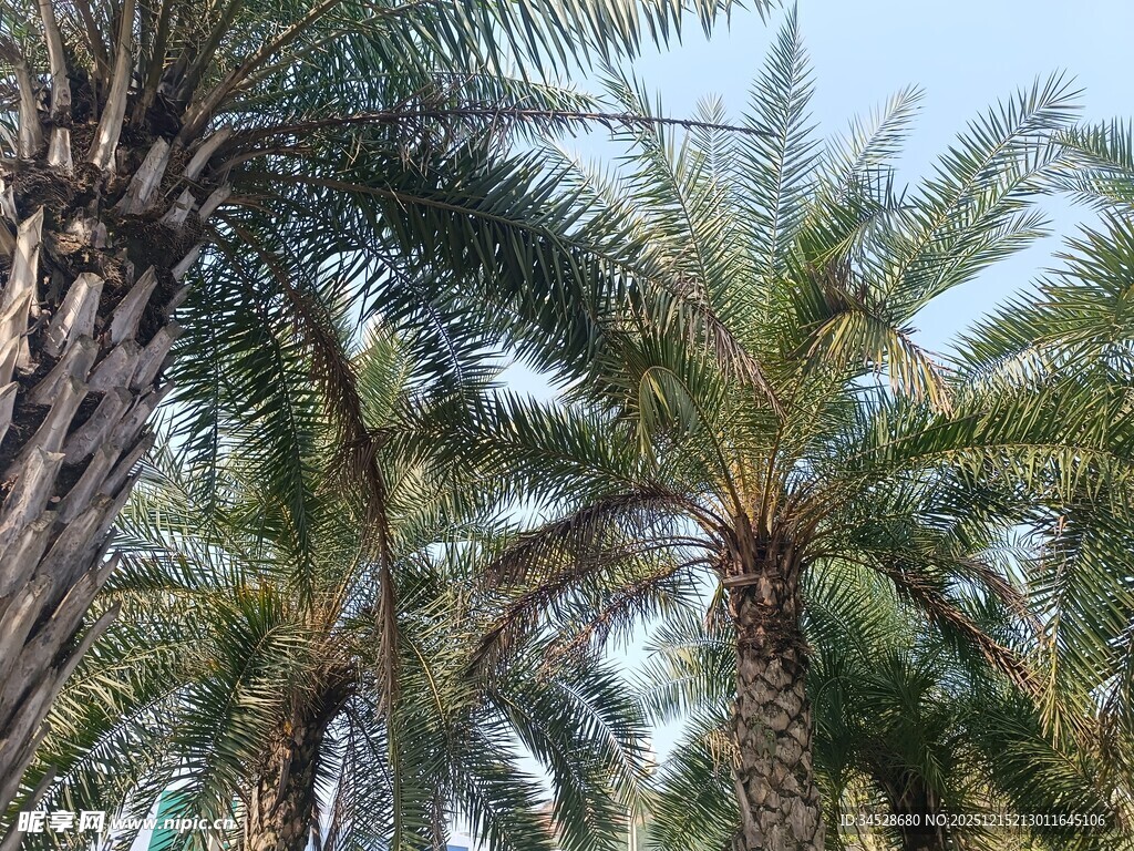 热带棕榈树景观