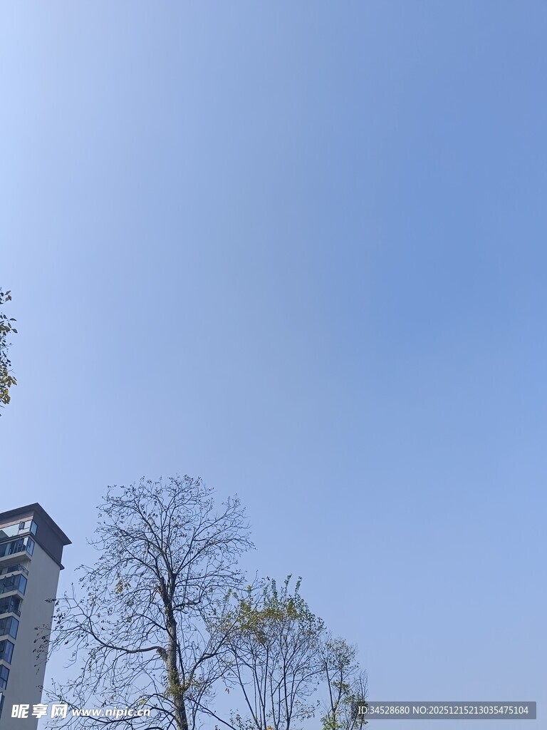 蓝天高楼旁的光秃树木