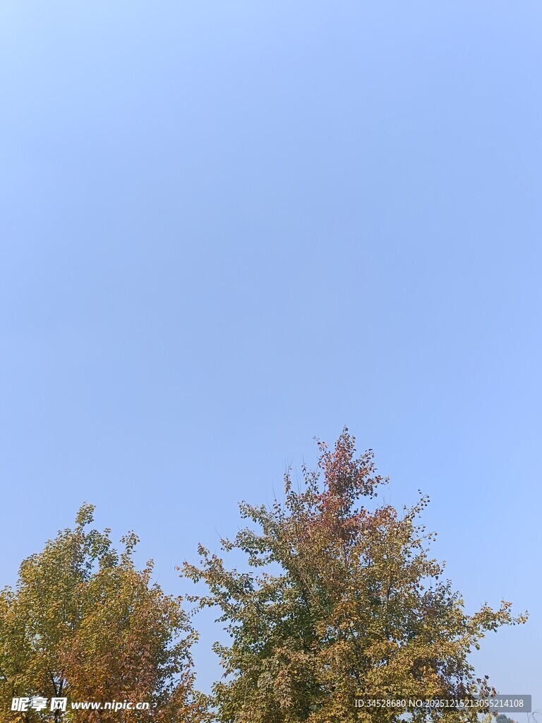 秋日树梢与晴朗蓝天