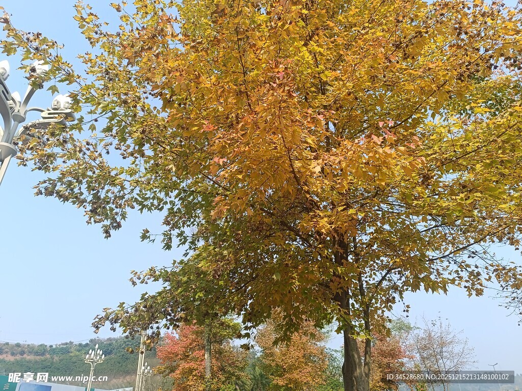 秋日金黄树叶的美丽树木