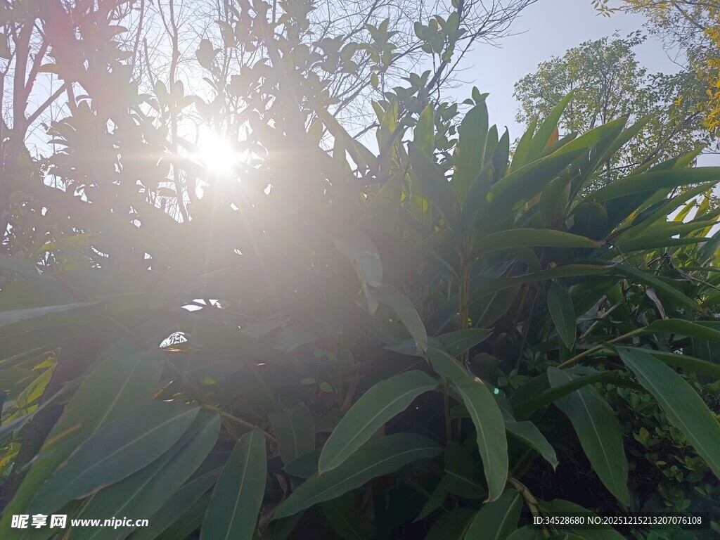 阳光照射下的葱郁绿植