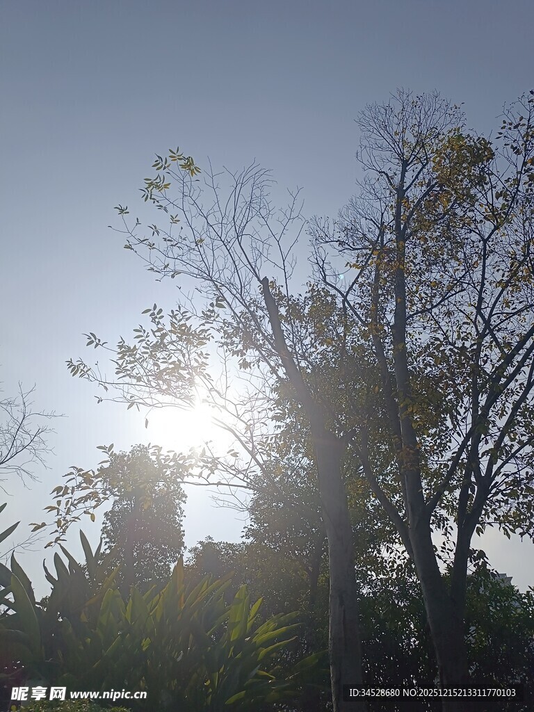 阳光透过树木洒下的美景