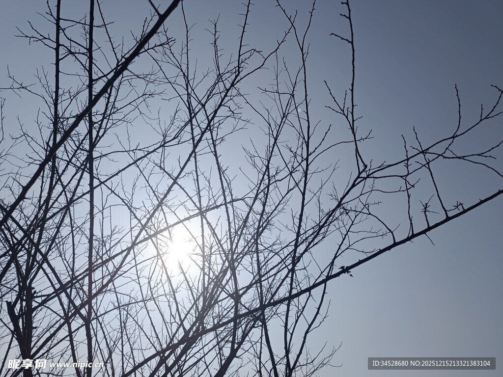 冬日光秃树枝与暖阳