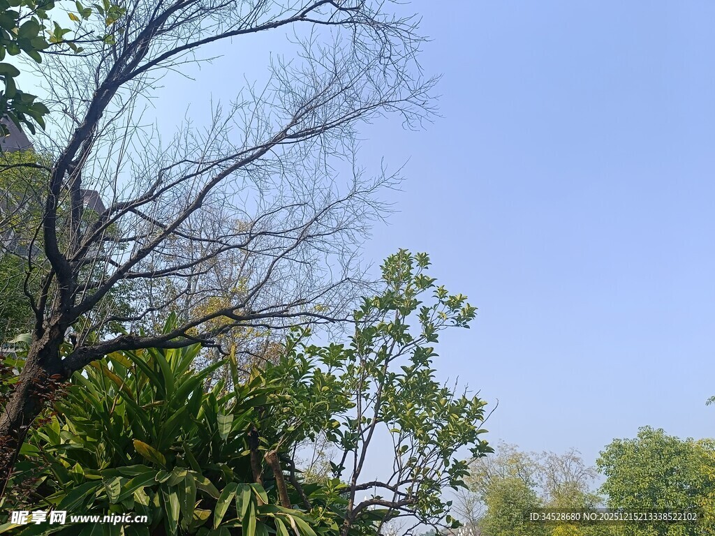 蓝天绿树间的光秃树枝