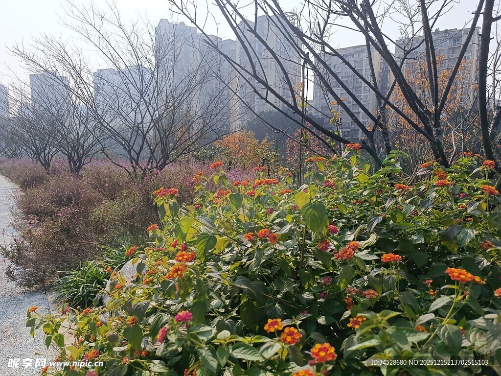城市冬日路边多彩花卉景观